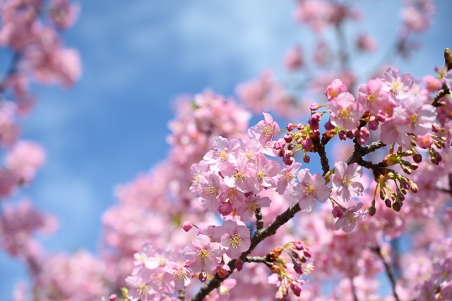 【スタッフブログ】最近感じた春の気配｜梅や桜に感じる季節の変化 イメージ