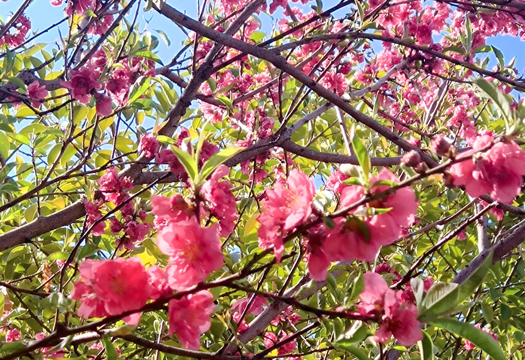 梅桜