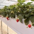 いちごは野菜？果物？意外と知らないいちごの分類について イメージ